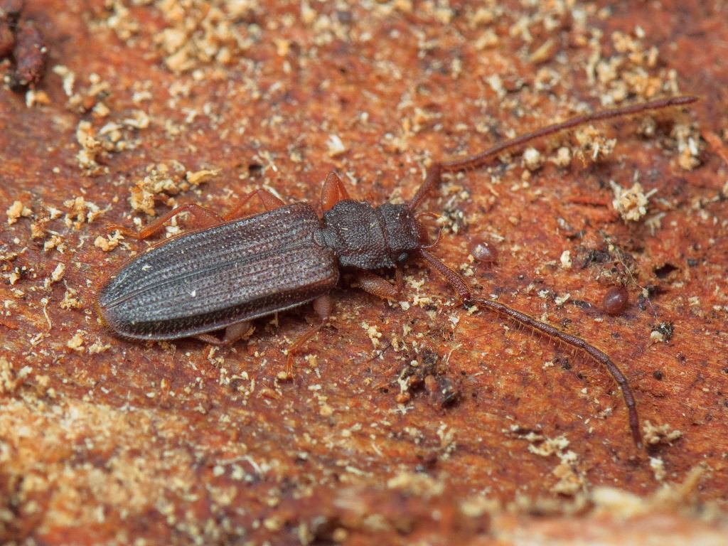 Uleiota planata (Linnaeus, 1761)